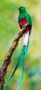 Resplendent_Quetzal