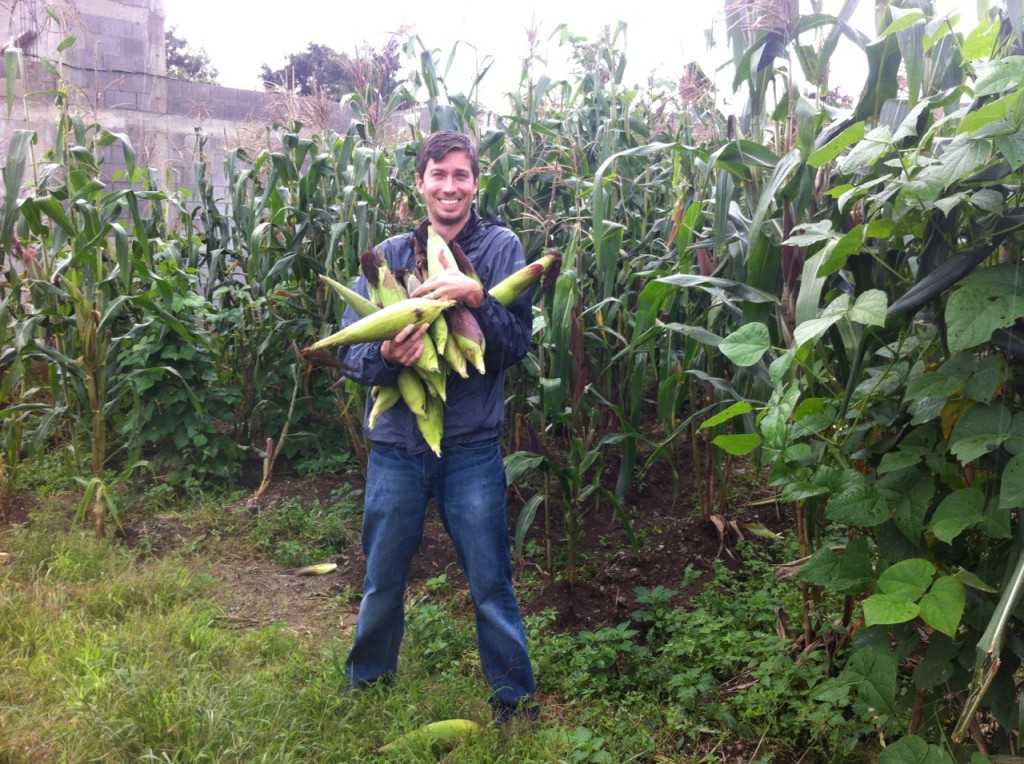 corn_harvest_2